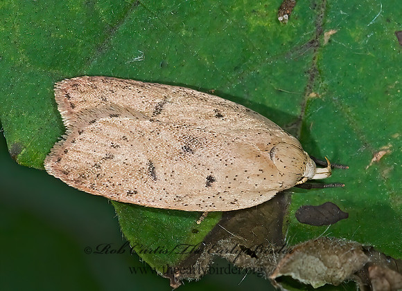 Machimia tentoriferella GOLD-STRIPED LEAFTIER MOTH 7015496z