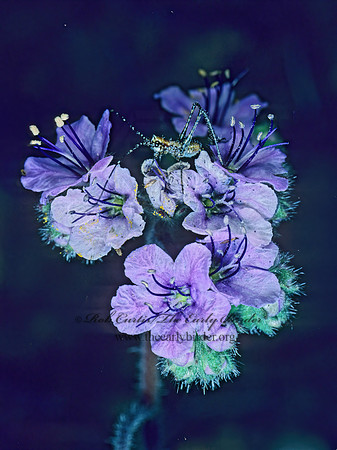 Phacelia  PURPLE WATERLEAF 122507z