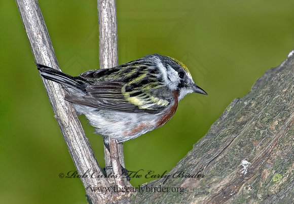 Setophaga pennsylvanica  CHESTNUT-SIDED WARBLER 6006346z