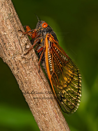 Magicicada cassinii CASSINI'S PERIODICAL CICADA 9088050 z