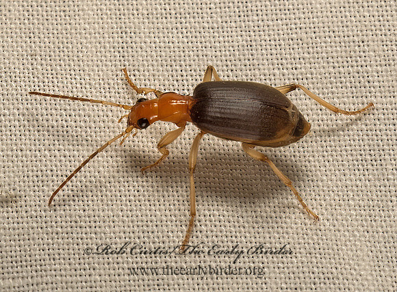 Brachinus adustipennis  BOMBARDIER BEETLE 9052741z