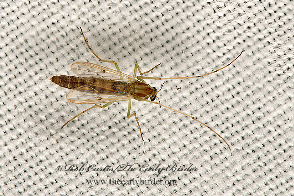 Chironomus grp  CHIRONOMID MIDGE 9066613z