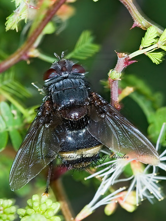 Belvosia  GONIINI TACHINID FLY 7006022z