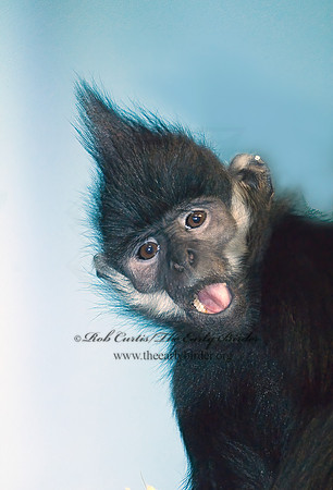 Trachypithecus francosis  FRANCOIS' LANGUR 6018528z