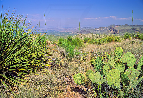 CHIHUAHUAN DESERT 71705z