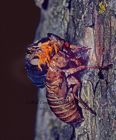 Magicicada septendecim  17-YEAR CICADA 40728z
