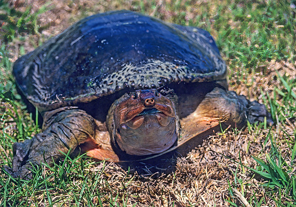 Apalone ferox  FLORIDA SOFTSHELL TURTLE 19026.1 z