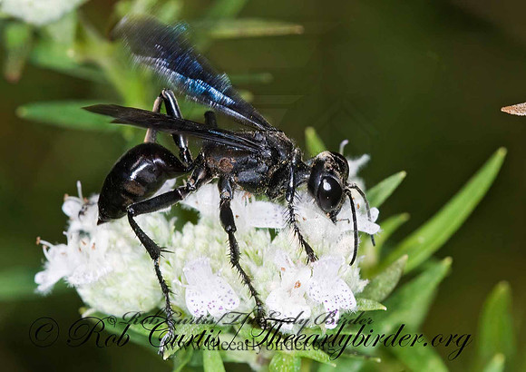 Isodontia philadelphica  GRASS-CARRYING WASP 6012570z