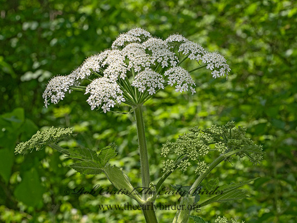 Heracleum maximum COW PARSNIP 9077759