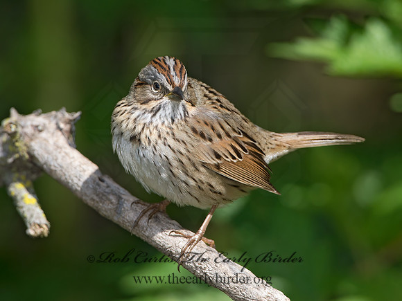 Melospiza lincolnii  LINCOLN'S SPARROW 9038327z