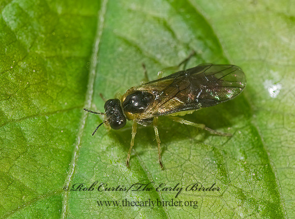 Acordulecera dorsalis~ 8005252z