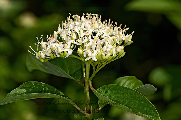 Cornus sericea occidentalis  RED-OSIER DOGWOOD 8036834z