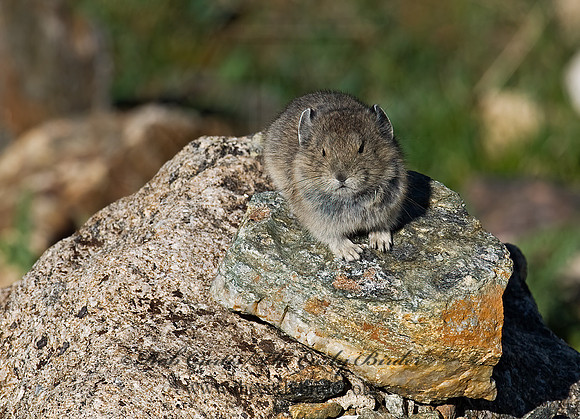 Ochotona princeps  AMERICAN PIKA 7010641z