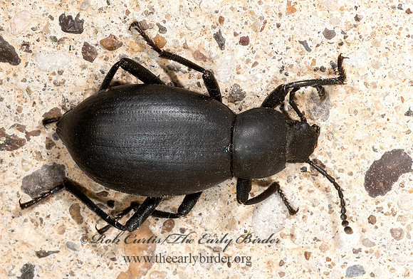 Eleodes knullorum  DESERT STINK BEETLE 3039447z