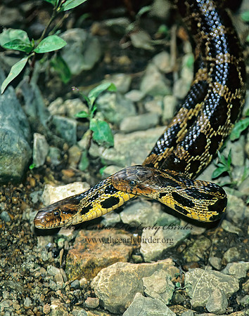 Elaphe bulpina  FOX SNAKE 1287631z