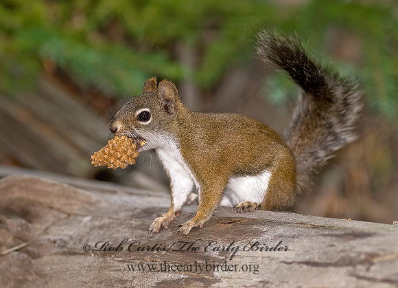 Tamiasciurus hudsonicus  AMERICAN RED SQUIRREL  6027768 z