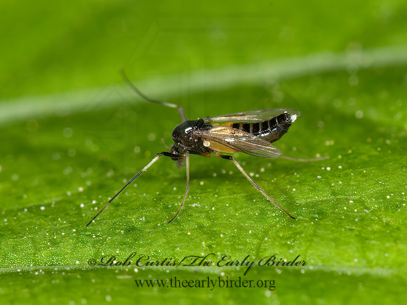 Cricotopus tremulus grp  CHIRONOMID MIDGE 3015302z