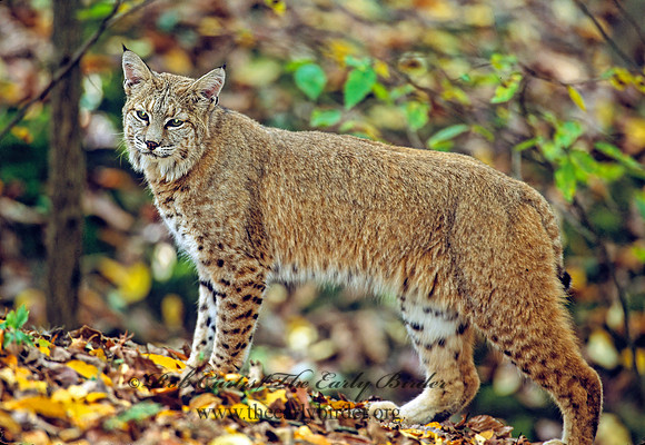 Lynx rufus  BOBCAT 309225z