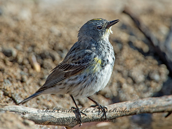 Setophaga coronata auduboni  AUDUBON'S WARBLER  9056780z