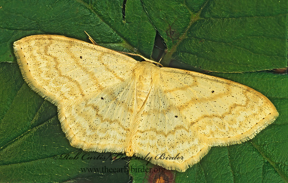 Scopula limboundata LARGE LACE-BORDER 177603z