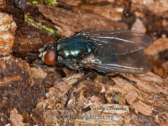 Eudasyphora  MUSCID FLY~ 6016994z
