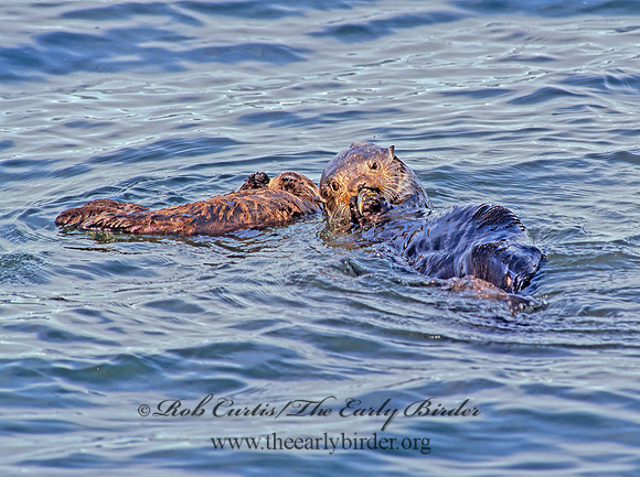 Enhydra lutris kenyoni  NORTHERN SEA OTTER 225230 z