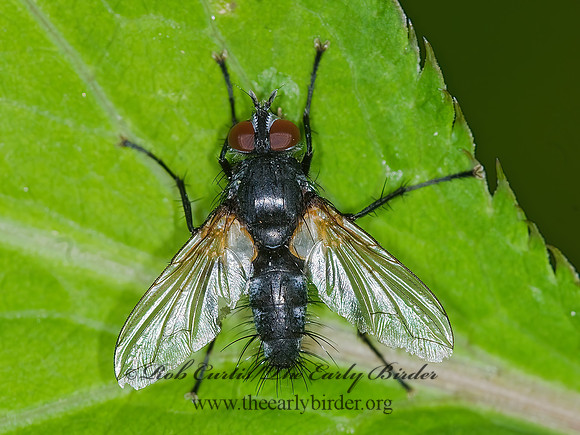 Ptilodexia DEXIINAE TACHINID FLY 6006887z