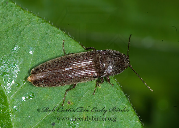 Melanotus 6007435z