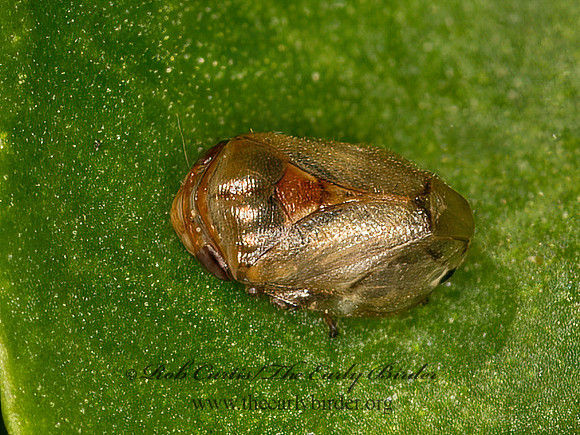 Clastoptera obtusa  ALDER SPITTLEBUG 9050880z