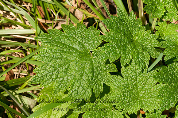 Leonurus cardiaca  MOTHERWORT 3015251z
