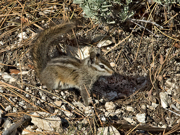 Tamias merriami  MERRIAMS'S CHIPMUNK 9057241z