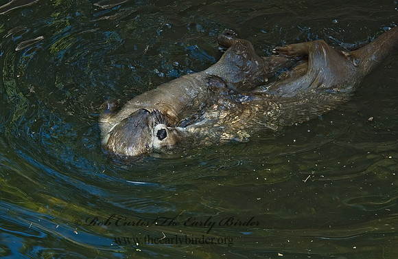 Lontra canadensis  RIVER OTTER 5005450 z