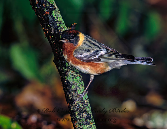 Setophaga castanea  BAY-BREASTED WARBLER 192615z
