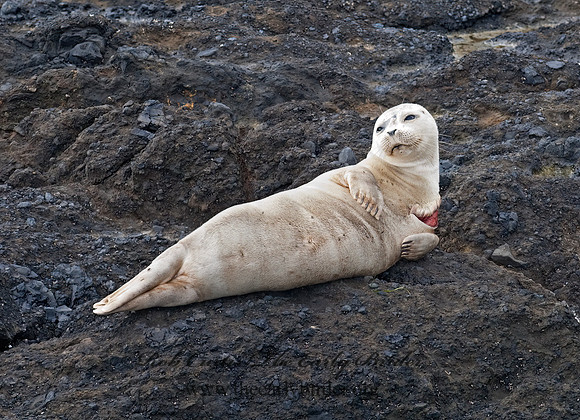 Phoca vitulina  HARBOR SEAL 7017333z