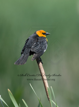 Xanthocephalus xanthocephalus  YELLOW-HEADED BLACKBIRD 6004073z