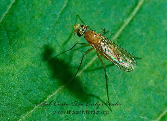 Neurigona  LONGLEGGED FLY 4002249z