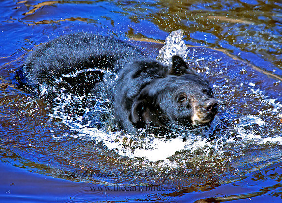 Ursus americanus  BLACK BEAR  302104z