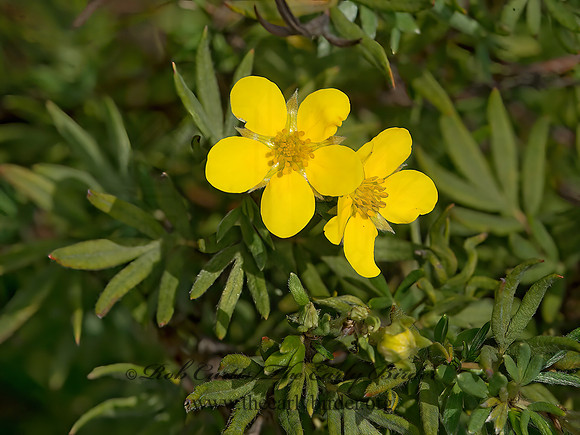 Dasiphora fruticosa  SHRUBBY CINQUEFOIL 9040779z