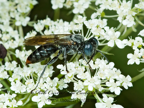 Tachysphex terminatus~ 5012619z