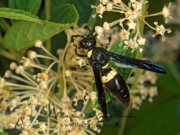 Monobia quadridens 173409z