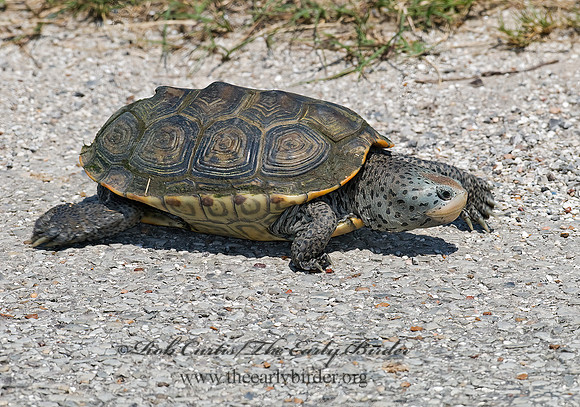 Malaclemys terrapin littoralis  TEXAS DIAMONDBACK TERRAPIN 6022597z