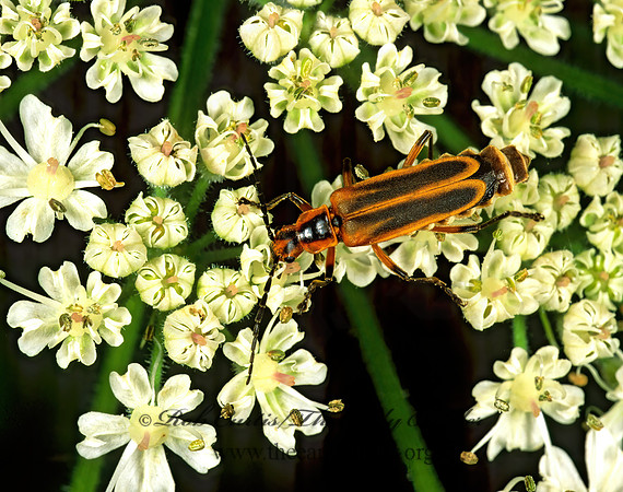 Chauliognathus marginatus 1110410z