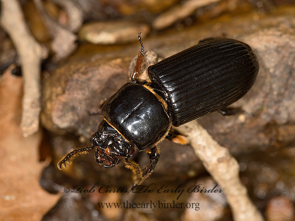 Odontotaenius disjunctus  HORNED PASSALUS 9051677z