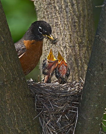 Turdus migratorius  AMERICAN ROBIN 6006180z