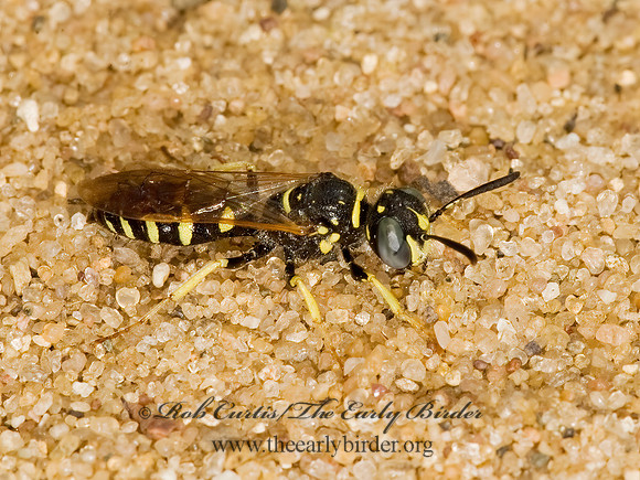 Philanthus politus  BEEWOLF WASP 8017750z