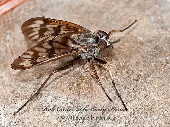 Rhagio mystaceus  COMMON SNIPE FLY 3014269zRhagio mystaceus  COMMON SNIPE FLY