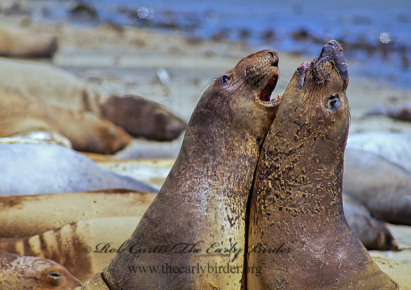 Mirounga angustirostris  NORTHERN ELEPHANT SEAL 110934z