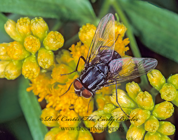 Graphomya maculata  MUSCID FLY 210221z