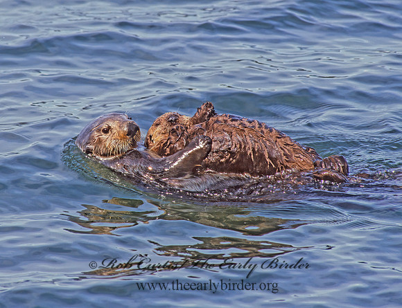 Enhydra lutris kenyoni  NORTHERN SEA OTTER 225428 z