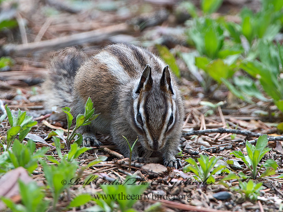 Neotamias merriami  MERRIAM'S CHIPMUNK  9058656z